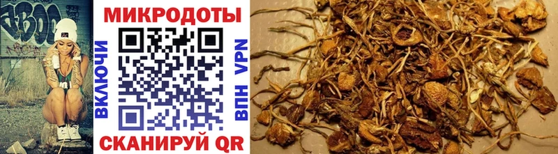 Псилоцибиновые грибы Psilocybe  Купить где  Строитель 